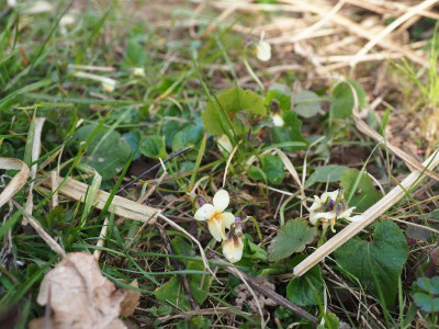 Viola odorata Irish Elegance P3280201.JPG
