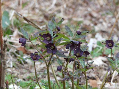 2021-03-28 Helleborus torquatus.jpg
