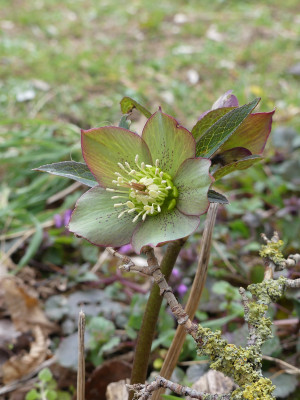 2021-03-28 Helleborus atrorubens.jpg