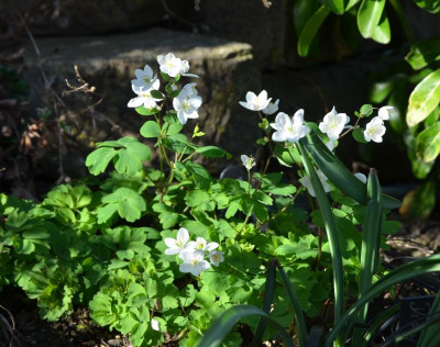 Isopyrum_thalictroides.21-2.jpg