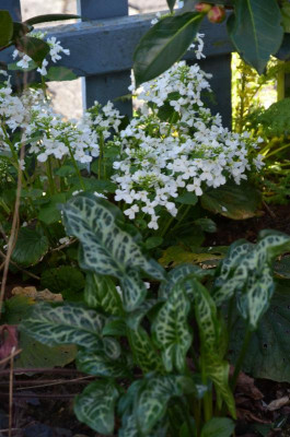 Pachyphragma_macrophyllum .21-1.jpg