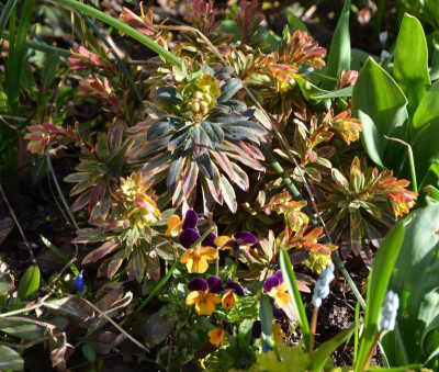 Euphorbia-Helena.21-1.jpg