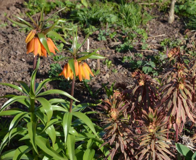 Fritillaria-EarlyDream.21-1.jpg