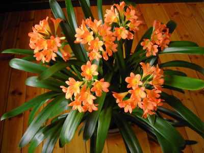 Clivia 25.2.2011 PICT1215.JPG