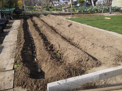 Kartoffeln210328.jpg
