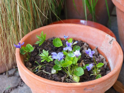 Viola odorata Holzkirchen P3290197.JPG