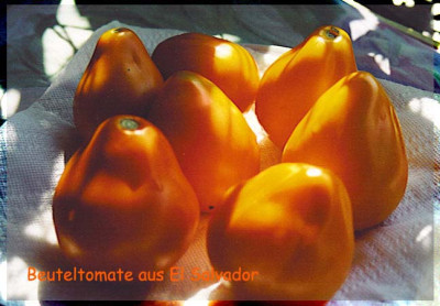 Beuteltomate_aus_El_Salvador_Kopie.jpg