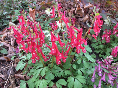 2021-03-29 Corydalis.jpg