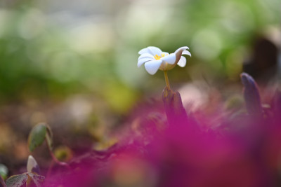 Sanguinaria, vorwitzig.jpeg