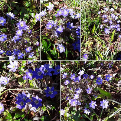 Colhepatica.jpg