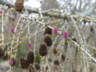 2021-03-28 Larix.jpg