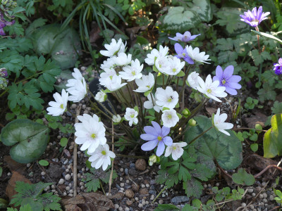 2021-03-29 Hepatica 'Sanssouci' 1.jpg