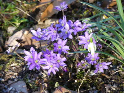 2021-03-29 Hepatica 1.jpg