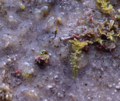 Frühlingserwachen Drosera 2021.jpg
