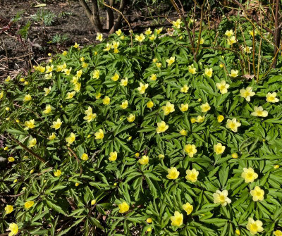 Anemone x lipsiensis März 2021.jpg