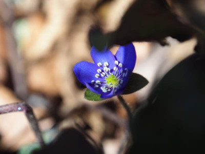 Hepatica x media Blue Jewel AK P3300202.JPG