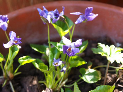 Viola odorata Holzkirchen P3300204.JPG
