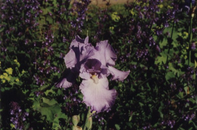 Orchidarium.jpg