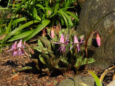 dens-canis 'Purple King' 2021-03-29 (1).JPG