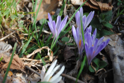 DSC_2313.JPG