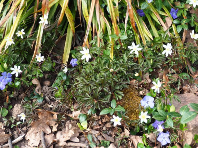 Anemone nemorosa dunkles Laub P3280187.JPG