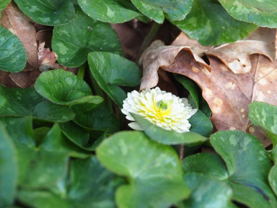 Ranunculus ficaria Alba Plena P3300201.JPG