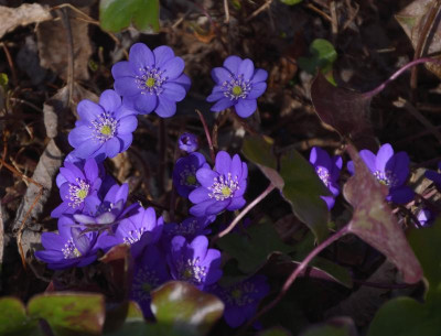 DSC_4349-Leberblümchen.JPG