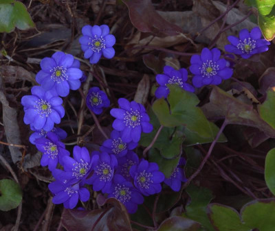 DSC_4360-Leberblümchen.JPG