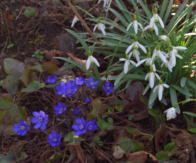 DSC_4392-Hepatica-Glöckchen.JPG