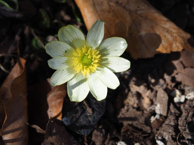 Ranunculus ficaria Deborah Jope P3280174.JPG