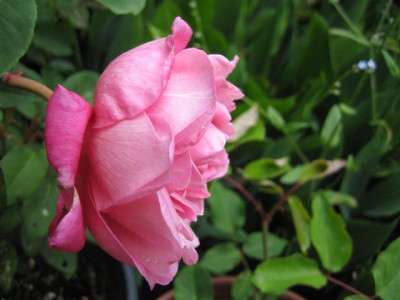IMG_4822_Small.JPG