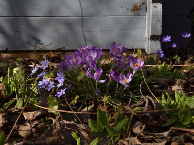 DSC_4372-Hepatica-Crocus.JPG