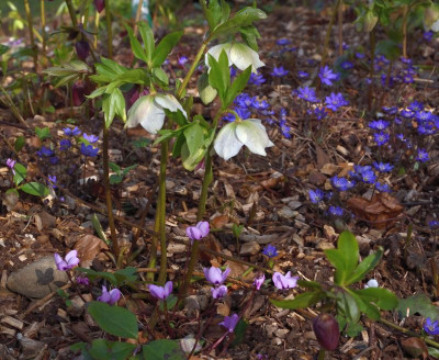 DSC_4366-C.coum-Hepatica-Helleborus.JPG