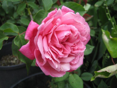 IMG_4821_Small.JPG