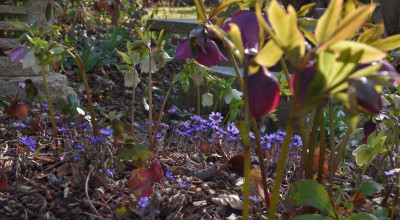 DSC_4370-Hepatica-Helleboren.JPG