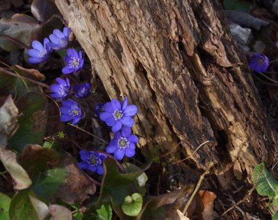 DSC_4377-Hepatica-Weide.JPG
