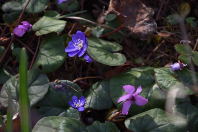 DSC_4378-Hepatica-C.coum.JPG