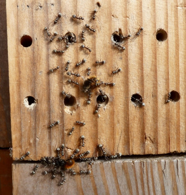 osmia2.jpg
