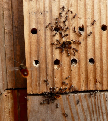 osmia1.jpg