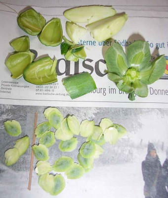 glockenrebe_Samen_11_07.JPG