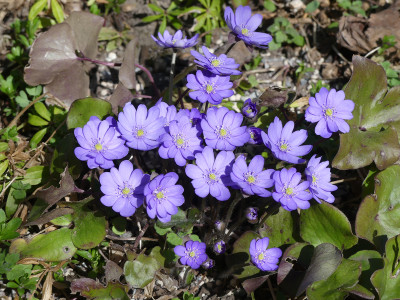 2021-03-31 Heptica 'Multipetala'.jpg