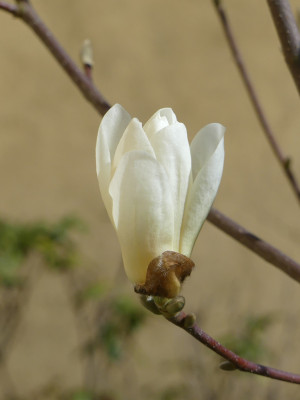 2021-03-31 Magnolia 'Double Diamond'.jpg