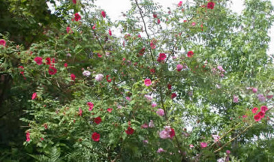 Moyesii_Geranium_0010__DSCN33557.jpg