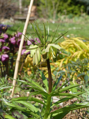 2021-03-31 Fritillaria raddeana 1.jpg