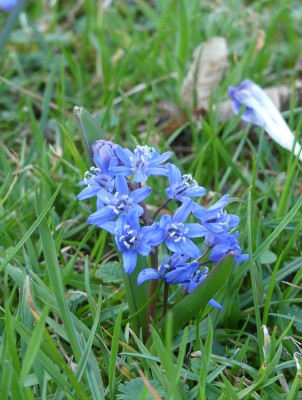 2021-03-31 Scilla bifolia 1.jpg