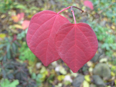 Disanthus_cercidifolius_Herbst_fars_2007.jpg