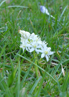 2021-03-31 Scilla bifolia 'Alba' 1.jpg