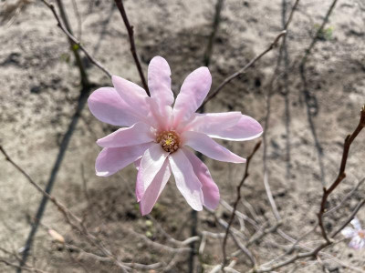 Magnolia loebneri ex Leonard Messel März 2021.jpg