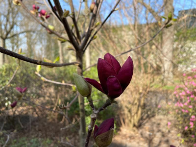 Magnolia Genie März 2021.jpg