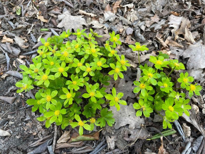 Hacquetia epipactis März 2021.jpg